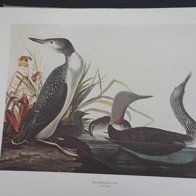 Historical Prints 1966/ " Red Throated Loon"