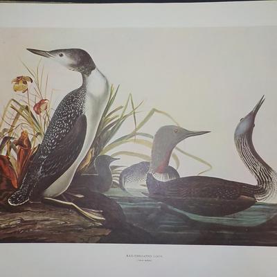 Historical Prints 1966/ " Red Throated Loon"