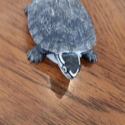 Two turtles and a set of four stone Thirsty stone Mountain scenery coasters