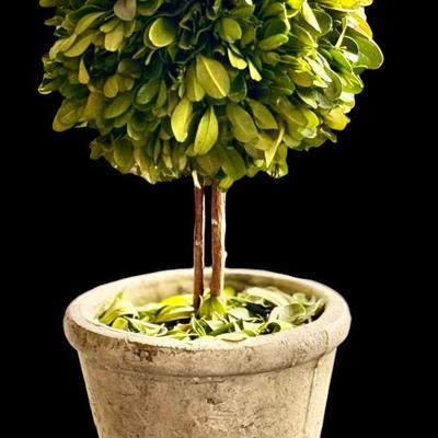Topiary Boxwood