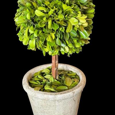 Topiary Boxwood