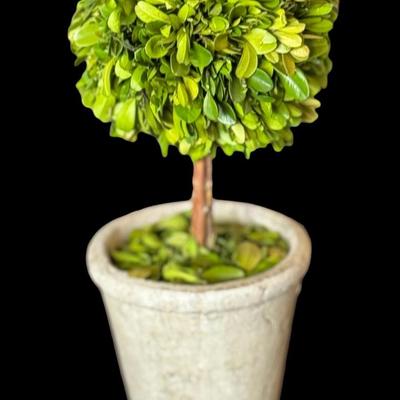 Topiary Boxwood