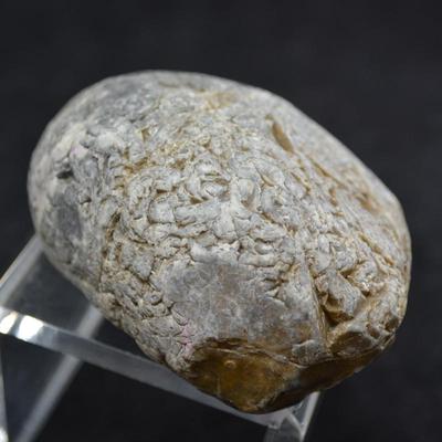 Fine Example of Coprolite Fossilized Dinosaur Droppings