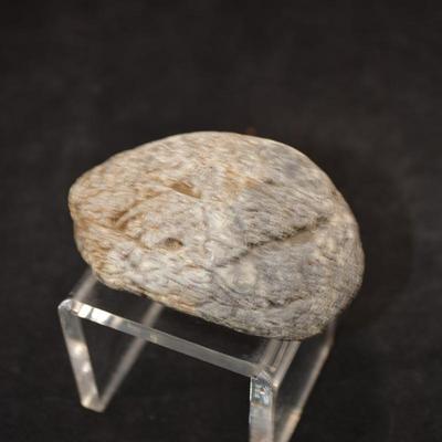 Fine Example of Coprolite Fossilized Dinosaur Droppings