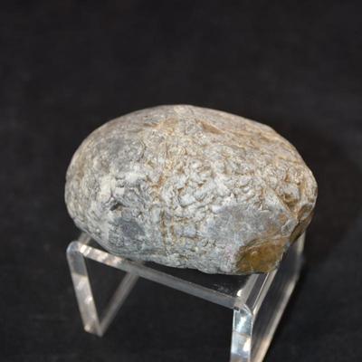 Fine Example of Coprolite Fossilized Dinosaur Droppings