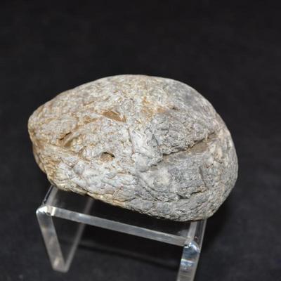 Fine Example of Coprolite Fossilized Dinosaur Droppings