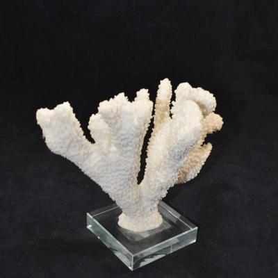 Stag Horn Coral Mounted on Glass