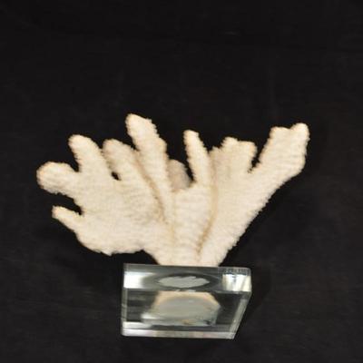 Stag Horn Coral Mounted on Glass