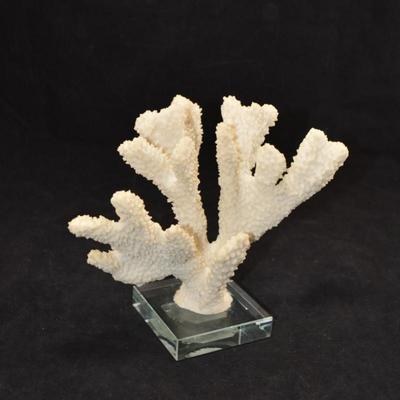 Stag Horn Coral Mounted on Glass