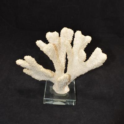 Stag Horn Coral Mounted on Glass