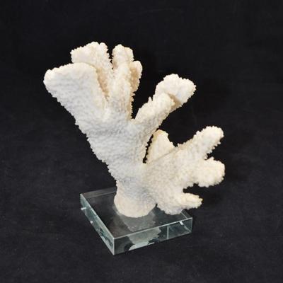 Stag Horn Coral Mounted on Glass