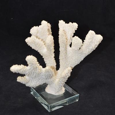 Stag Horn Coral Mounted on Glass