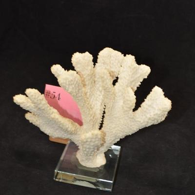 Stag Horn Coral Mounted on Glass