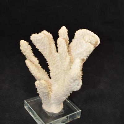 Stag Horn Coral Mounted on Glass