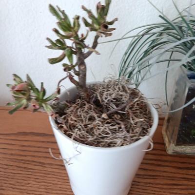 Live Crassula Cactus, with two faux houseplants