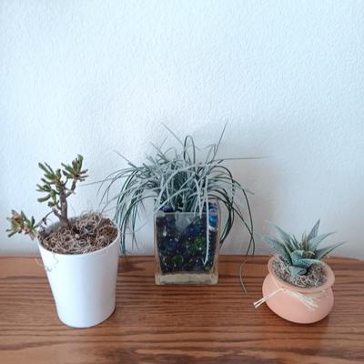 Live Crassula Cactus, with two faux houseplants