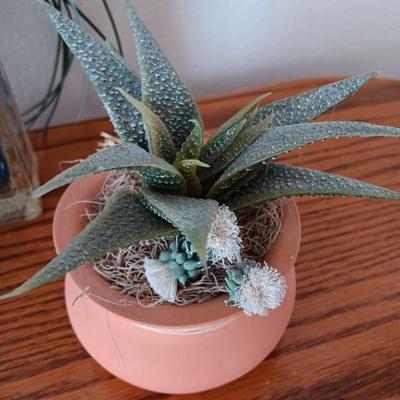 Live Crassula Cactus, with two faux houseplants