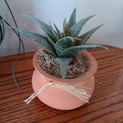 Live Crassula Cactus, with two faux houseplants