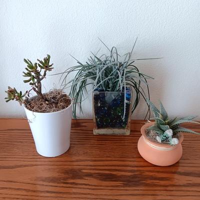 Live Crassula Cactus, with two faux houseplants