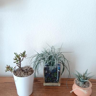 Live Crassula Cactus, with two faux houseplants