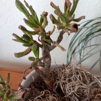 Live Crassula Cactus, with two faux houseplants