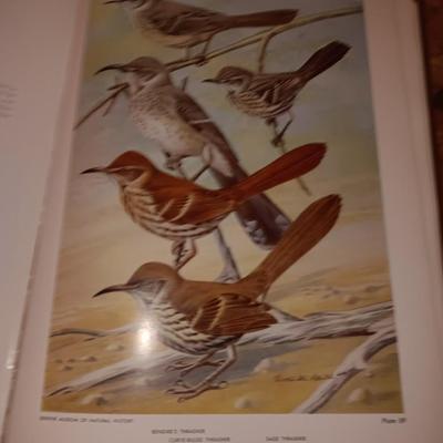Hardback Pictural checklist of Colorado Birds Alfred M. Balley with two bird feeders