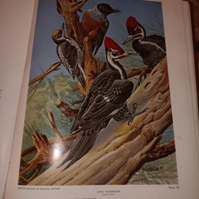 Hardback Pictural checklist of Colorado Birds Alfred M. Balley with two bird feeders