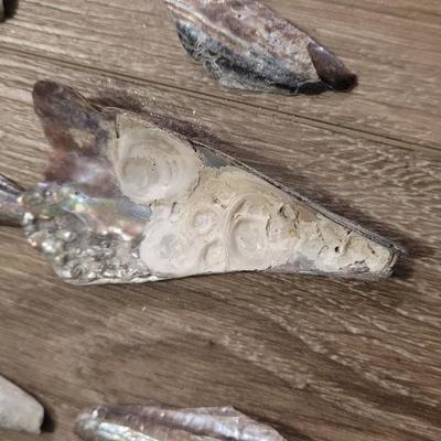Pinnidale "Pen" Shell Collection