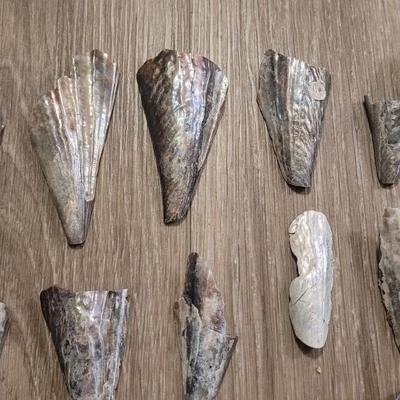 Pinnidale "Pen" Shell Collection