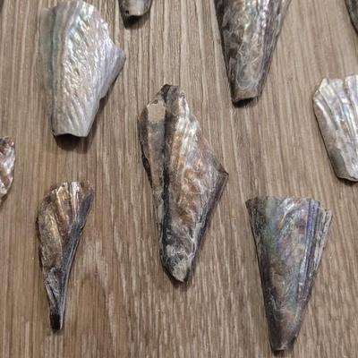 Pinnidale "Pen" Shell Collection