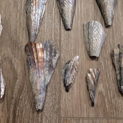 Pinnidale "Pen" Shell Collection