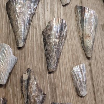 Pinnidale "Pen" Shell Collection