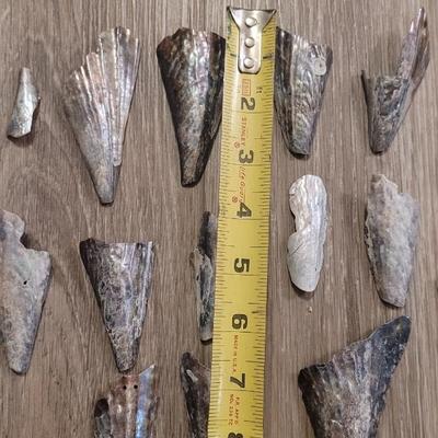 Pinnidale "Pen" Shell Collection