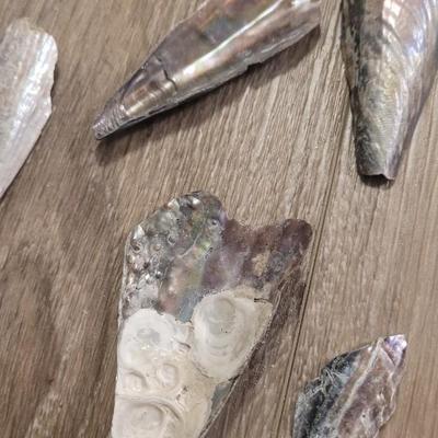 Pinnidale "Pen" Shell Collection