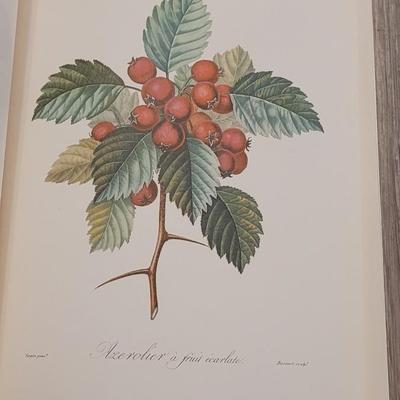 Rare "Fruits" Book