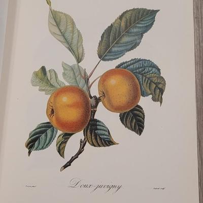 Rare "Fruits" Book