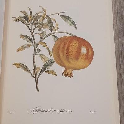 Rare "Fruits" Book