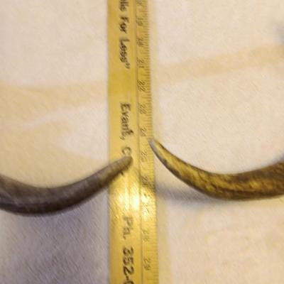 Nice pair of big Elk antlers