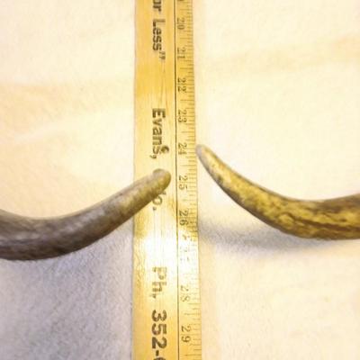 Nice pair of big Elk antlers