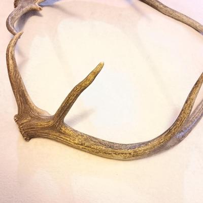 Nice pair of big Elk antlers