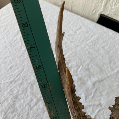 Antique deer antler trophy Mount