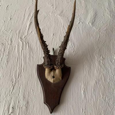 Antique deer antler trophy Mount