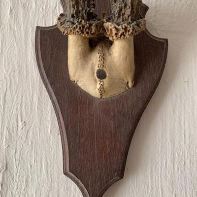 Antique deer antler trophy Mount