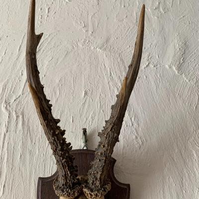 Antique deer antler trophy Mount