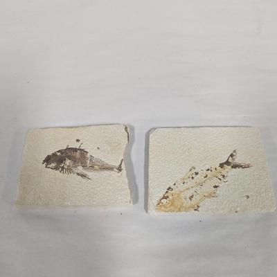 Pair of Green River Fish Fossil Plates Choice A