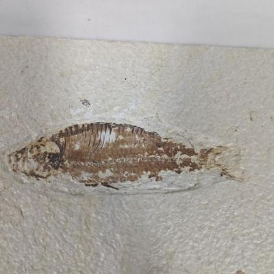 Green River Fish Fossil Plate