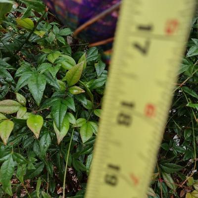 Metal Outdoor Hanging Yard Art with Glass with Color Glass Feeder