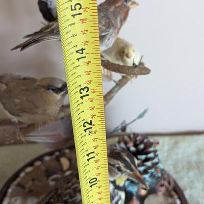 Taxidermy Bird Diorama