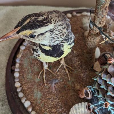Taxidermy Bird Diorama