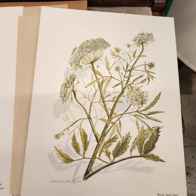 Podhora artwork